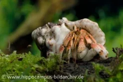 5 Kleine Landeinsiedlerkrebse, Coenobita Spec. -Geschäft Für Heimtierbedarf 12441 Landeinsiedlerkrebs Coenobita pseudorugosus