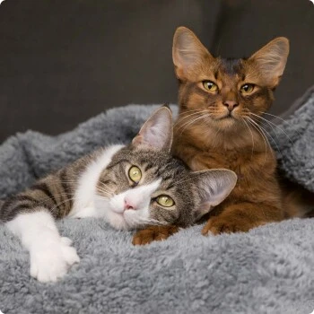 SELECT GOLD Pure Adult Rind 2,5 Kg 4 SELECT GOLD Pure Adult Rind 2,5 Kg – Bild 4