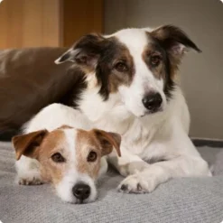 SELECT GOLD Complete Milk-Set Junior Inkl. Milchflasche & Löffel 400g -Geschäft Für Heimtierbedarf 6abb6915af23c615d0cf74853b0a3bb663e7931c 1096086 de DE 4 Select Gold Dog