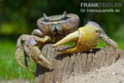 Indonesische Riesenlandkrabbe, Cardisoma Carnifex -Geschäft Für Heimtierbedarf 82992 Cardisoma carnifex 3