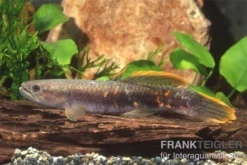 Roter Wolfsalmler Sp. Peru, Erythrinus Sp. Peru Red 5 Roter Wolfsalmler Sp. Peru, Erythrinus Sp. Peru Red -Geschäft Für Heimtierbedarf 83279 roter wolfssalmler Erythrinus sp PERU