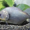 Schwarzer Piranha, Serrasalmus Rhombeus
