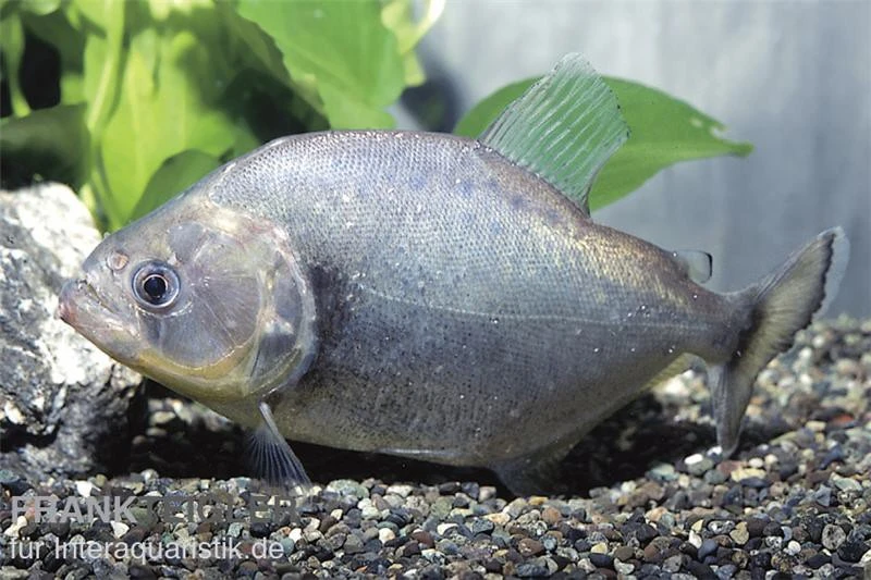 Schwarzer Piranha, Serrasalmus Rhombeus 1 Schwarzer Piranha, Serrasalmus Rhombeus