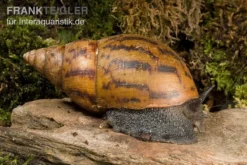 Tiger-Achatschnecke, Achatina Achatina -Geschäft Für Heimtierbedarf Achatina achatina 1 WWTFT0300