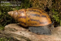 Tiger-Achatschnecke, Achatina Achatina -Geschäft Für Heimtierbedarf Achatina achatina WWTFT0302