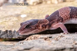 Afrikanischer Fettschwanzgecko, Hemitheconyx Caudicinctus -Geschäft Für Heimtierbedarf Afrikanischer Fettschwanzgecko Hemitheconyx caudicinctus 1