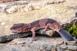 Afrikanischer Fettschwanzgecko, Hemitheconyx Caudicinctus -Geschäft Für Heimtierbedarf Afrikanischer Fettschwanzgecko Hemitheconyx caudicinctus 3