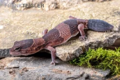 Afrikanischer Fettschwanzgecko, Hemitheconyx Caudicinctus -Geschäft Für Heimtierbedarf Afrikanischer Fettschwanzgecko Hemitheconyx caudicinctus 4