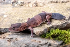 Afrikanischer Fettschwanzgecko, Hemitheconyx Caudicinctus -Geschäft Für Heimtierbedarf Afrikanischer Fettschwanzgecko Hemitheconyx caudicinctus neu 1