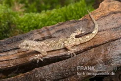 Afrikanischer Hausgecko, Hemidactylus Brookii