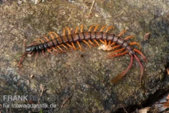 Schwarzkopf-Fähnchenskolopendra, Alipes Multicostis -Geschäft Für Heimtierbedarf Alipes multicostis Schwarzkopf Faehnchenskolopendra Alipes multicostis 1