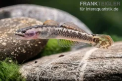 Aureofuscus-Grundel, Stiphodon Aureofuscus, 1 Paar -Geschäft Für Heimtierbedarf Aureofuscus Grundel Stiphodon aureofuscus 3