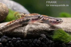 Aureofuscus-Grundel, Stiphodon Aureofuscus, 1 Paar -Geschäft Für Heimtierbedarf Aureofuscus Grundel Stiphodon aureofuscus 4