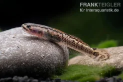 Aureofuscus-Grundel, Stiphodon Aureofuscus, 1 Paar -Geschäft Für Heimtierbedarf Aureofuscus Grundel Stiphodon aureofuscus 5