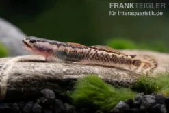 Aureofuscus-Grundel, Stiphodon Aureofuscus, 1 Paar -Geschäft Für Heimtierbedarf Aureofuscus Grundel Stiphodon aureofuscus 6