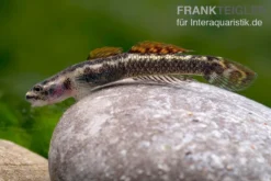 Aureofuscus-Grundel, Stiphodon Aureofuscus, 1 Paar -Geschäft Für Heimtierbedarf Aureofuscus Grundel Stiphodon aureofuscus 7