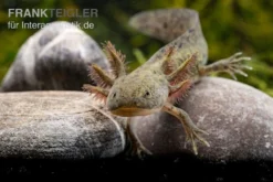 Axolotl Naturfarben, Ambystoma Mexicanum -Geschäft Für Heimtierbedarf Axolotl Wildling 2