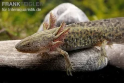 Axolotl Naturfarben, Ambystoma Mexicanum -Geschäft Für Heimtierbedarf Axolotl Wildling 3