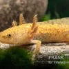 Axolotl Kupfer, Ambystoma Mexicanum