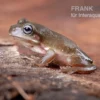 Blauer Korallenfinger-Laubfrosch, Litoria Caerulea