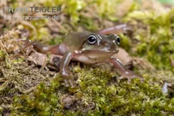 Blauer Korallenfinger-Laubfrosch, Litoria Caerulea 7 Blauer Korallenfinger-Laubfrosch, Litoria Caerulea -Geschäft Für Heimtierbedarf Blauer Korallenfinger Laubfrosch Litoria caerulea 03