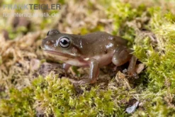 Blauer Korallenfinger-Laubfrosch, Litoria Caerulea 8 Blauer Korallenfinger-Laubfrosch, Litoria Caerulea -Geschäft Für Heimtierbedarf Blauer Korallenfinger Laubfrosch Litoria caerulea 04
