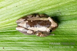 Brauner Bananenfrosch, Afrixalus Dorsalis 7 Brauner Bananenfrosch, Afrixalus Dorsalis -Geschäft Für Heimtierbedarf Brauner Bananenfrosch Afrixalus dorsalis 3