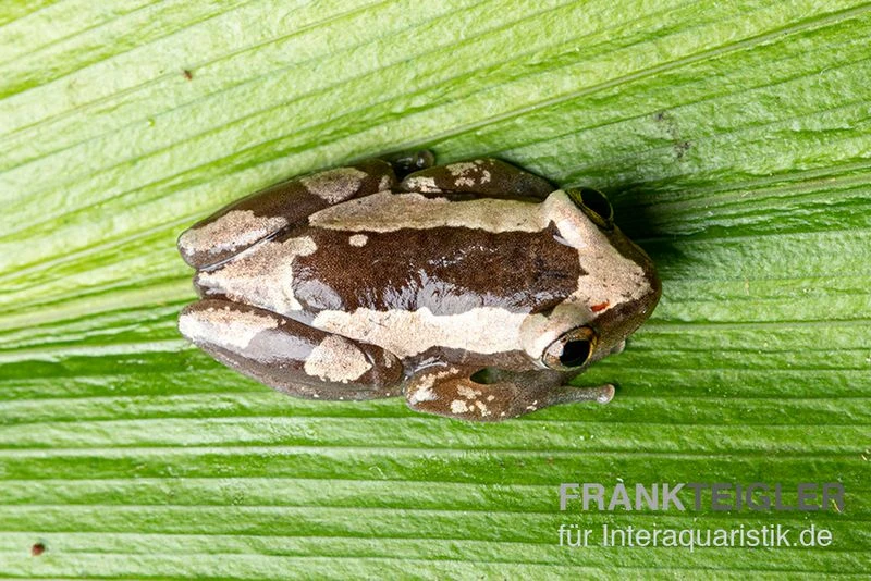 Brauner Bananenfrosch, Afrixalus Dorsalis 3 Brauner Bananenfrosch, Afrixalus Dorsalis – Bild 3