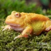 Super Pikachu-Pacman-Frog, Ceratophrys Cranwelli Super Pikachu