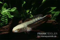 Goldlinienschlangenkopffisch, Channa Micropeltes -Geschäft Für Heimtierbedarf Channa micropeltes Goldlinienschlangenkopf 3