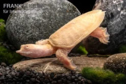 Chinesische Weichschildkröte Albino, Pelodiscus Sinensis -Geschäft Für Heimtierbedarf Chinesische Weichschildkroete albino Pelodiscus sinensis 3 jpg