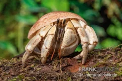 5 Kleine Landeinsiedlerkrebse, Coenobita Spec. -Geschäft Für Heimtierbedarf Coenobita White Tiger