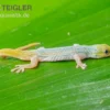 Conrau`s Zwerggecko, Lygodactylus Conraui