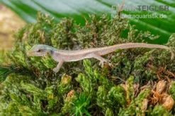 Conrau`s Zwerggecko, Lygodactylus Conraui 5 Conrau`s Zwerggecko, Lygodactylus Conraui -Geschäft Für Heimtierbedarf Conraus Zwerggecko Lygodactylus conraui 3