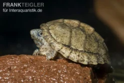 Dach-Moschusschildkröte, Sternotherus Carinatus -Geschäft Für Heimtierbedarf Dach Moschusschildkroete Sternotherus carinatus 3