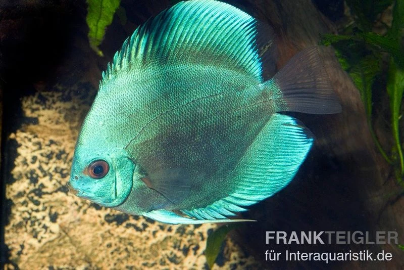 Diskusfisch ASIA-NZ, Symphysodon Discus Cobalt Blue 2 Diskusfisch ASIA-NZ, Symphysodon Discus Cobalt Blue – Bild 2