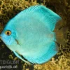 Diskusfisch ASIA-NZ, Symphysodon Discus Cobalt Blue