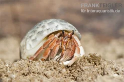5 Kleine Landeinsiedlerkrebse, Coenobita Spec. -Geschäft Für Heimtierbedarf Einsiedlerkrebs 2 1