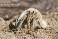5 Kleine Landeinsiedlerkrebse, Coenobita Spec. -Geschäft Für Heimtierbedarf Einsiedlerkrebs 3 1