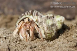 5 Kleine Landeinsiedlerkrebse, Coenobita Spec. -Geschäft Für Heimtierbedarf Einsiedlerkrebs 3