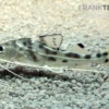 Engel-Antennenwels, Pimelodus Pictus
