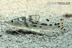 Engel-Antennenwels, Pimelodus Pictus