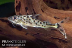 Engel-Antennenwels, Pimelodus Pictus -Geschäft Für Heimtierbedarf Engel Antennenwels Pimelodus pictus neu 3
