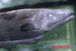 Entenkopf-Messerfisch, Parapteronotus Bonapartii