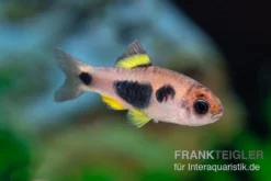 Schmetterlingsbarbe, Barbus Hulstaerti (Minifisch), 5 Stück 6 Schmetterlingsbarbe, Barbus Hulstaerti (Minifisch), 5 Stück -Geschäft Für Heimtierbedarf Enteromius hulstaerti 14