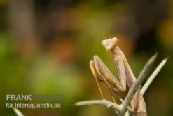 Europäische Gottesanbeterin, Mantis Religiosa -Geschäft Für Heimtierbedarf Europaeische Gottesanbeterin Mantis religiosa