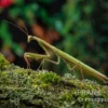 Europäische Gottesanbeterin, Mantis Religiosa