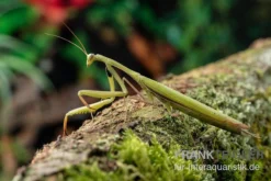 Europäische Gottesanbeterin, Mantis Religiosa -Geschäft Für Heimtierbedarf Europaeische Gottesanbeterin Mantis religiosa neu 3