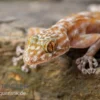Fächerfingergecko, Ptyodactylus Ragazzi
