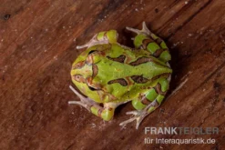 Fantasy Pacman Frog Grün, Ceratophrys Cornuta X Ceratophrys Cranwelli 5 Fantasy Pacman Frog Grün, Ceratophrys Cornuta X Ceratophrys Cranwelli -Geschäft Für Heimtierbedarf Fantasy Pacman Frog gruen C cornuta x C cranwelli 03